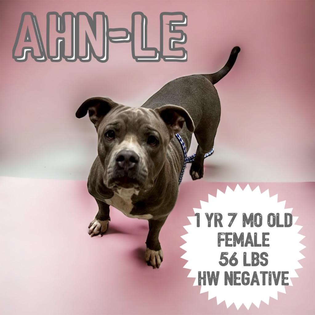 Enlarge Ahn-Le, a Adoptable Pit Bull Terrier in Sorrento, LA image 1/2