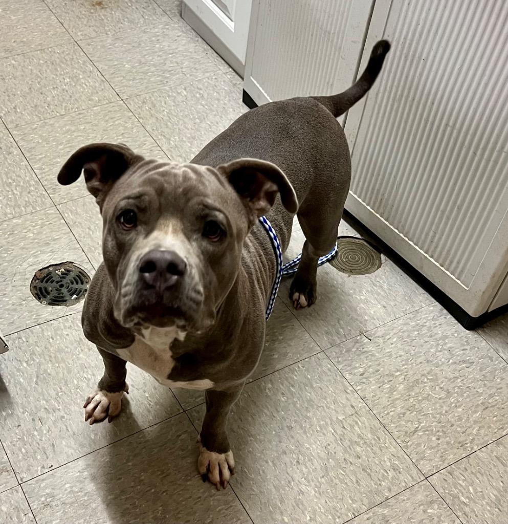 Enlarge Ahn-Le, a Adoptable Pit Bull Terrier in Sorrento, LA image 2/2