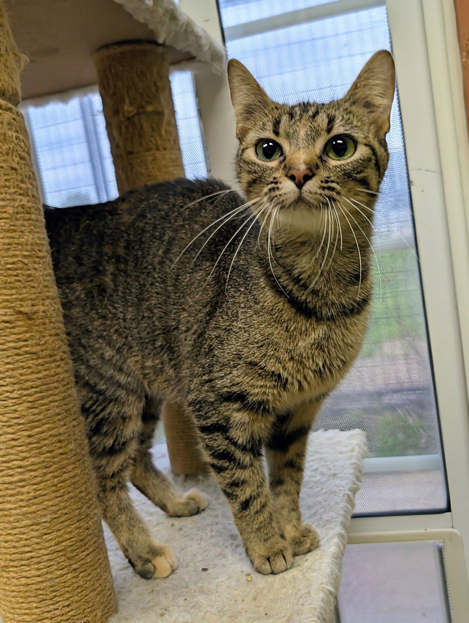 Enlarge Princess, a ADOPTABLE mixed breed in Newburgh, IN image 1/1