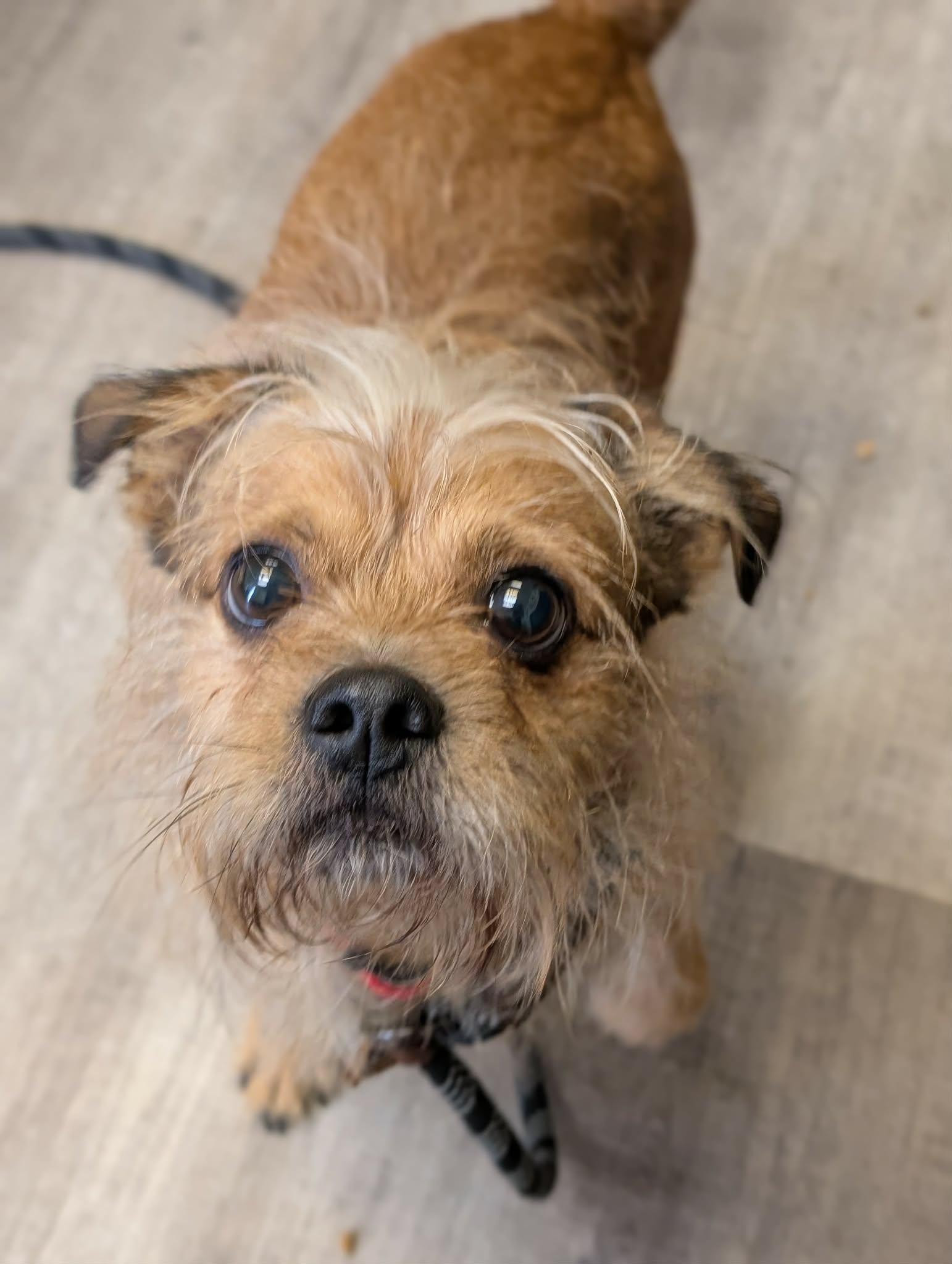 Enlarge ROCKEE   $425, a ADOPTABLE mixed breed in Milwaukee, WI image 3/6