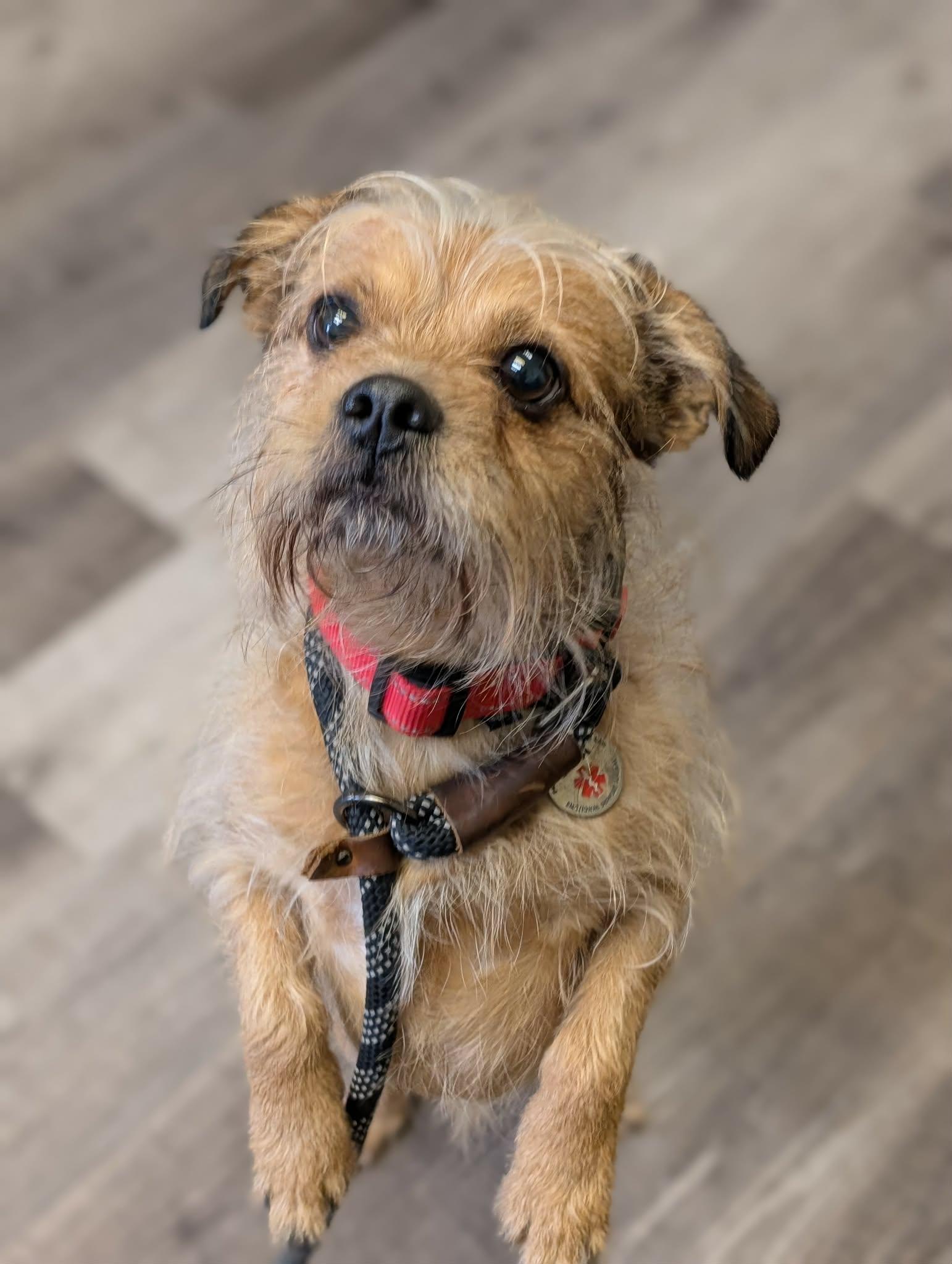 Enlarge ROCKEE   $425, a ADOPTABLE mixed breed in Milwaukee, WI image 1/6