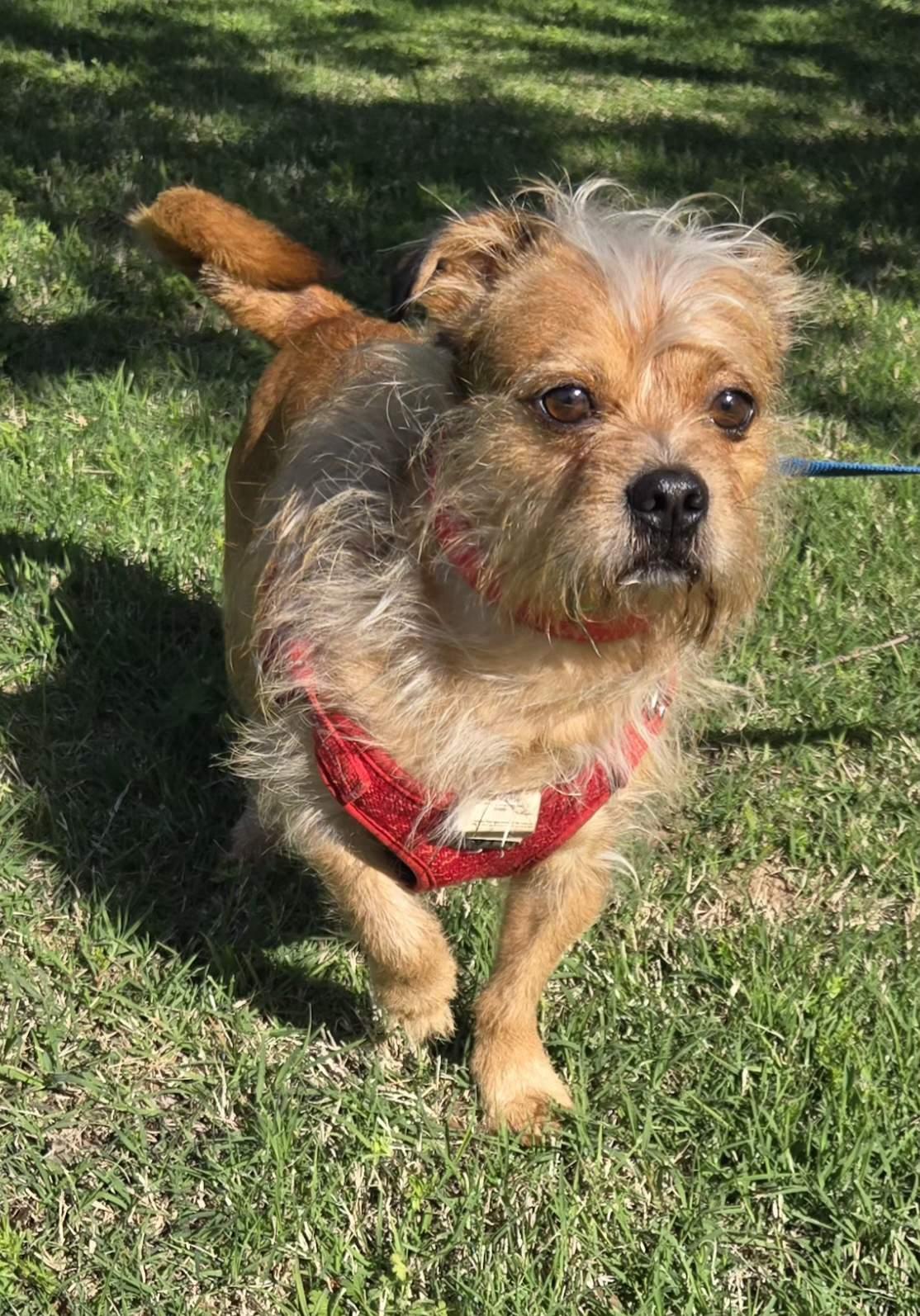 Enlarge ROCKEE   $425, a ADOPTABLE mixed breed in Milwaukee, WI image 4/6