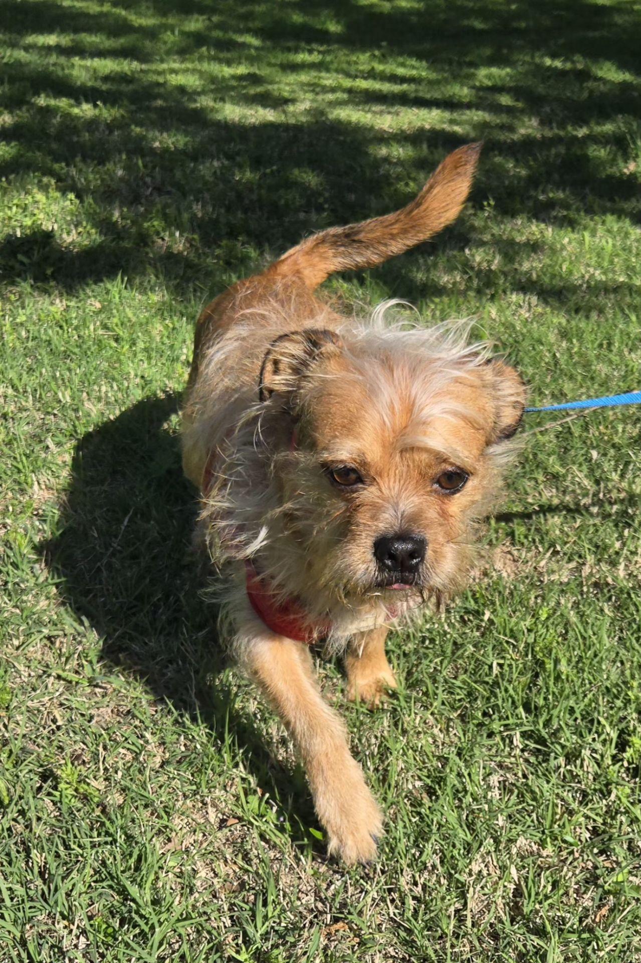 Enlarge ROCKEE   $425, a ADOPTABLE mixed breed in Milwaukee, WI image 2/6