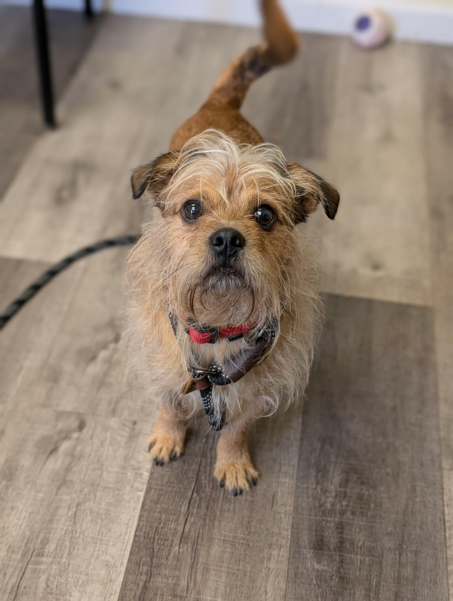 Enlarge ROCKEE   $425, a ADOPTABLE mixed breed in Milwaukee, WI image 6/6