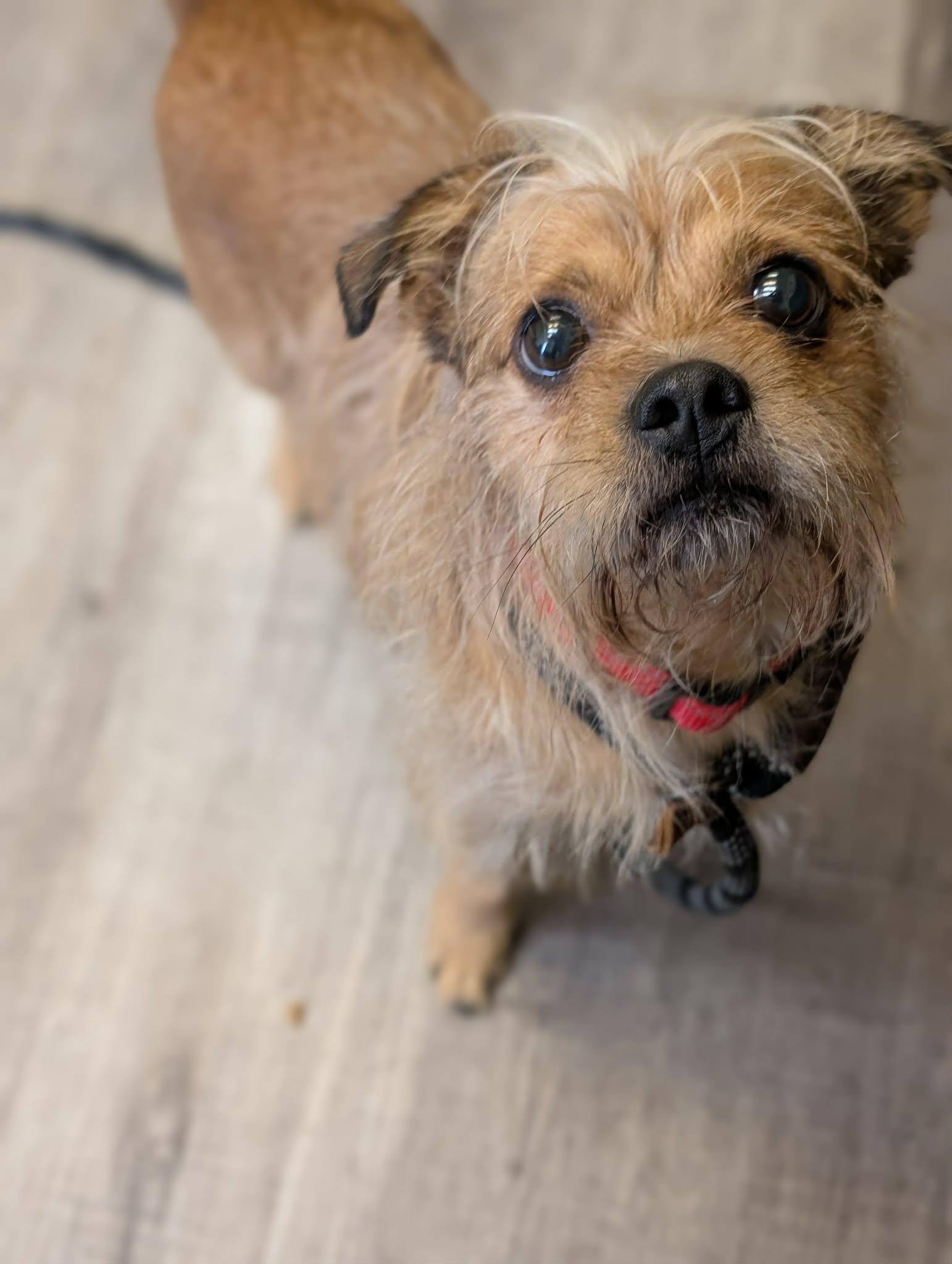 Enlarge ROCKEE   $425, a ADOPTABLE mixed breed in Milwaukee, WI image 5/6