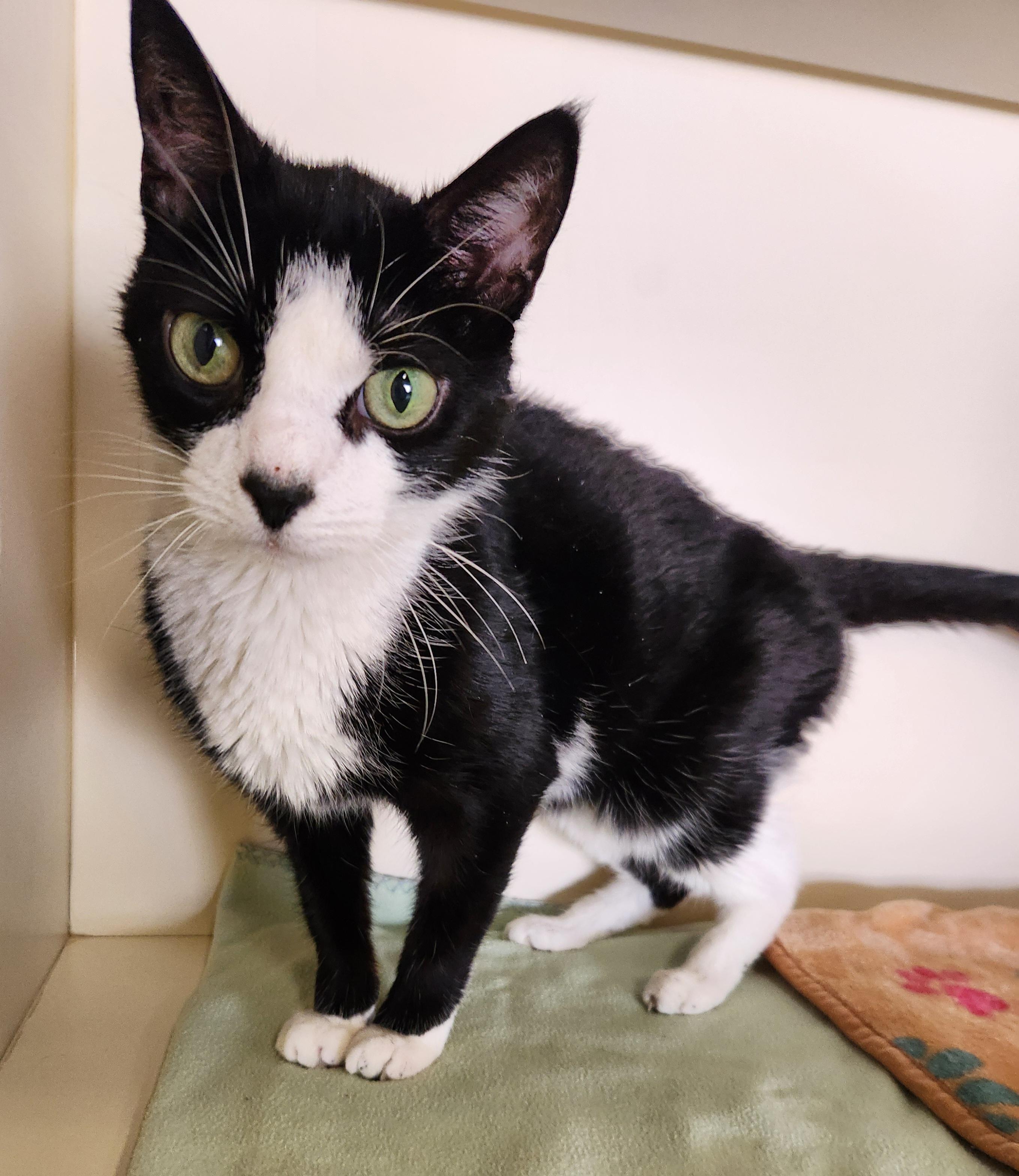 Enlarge Tyga, a Adoptable Domestic Short Hair in Sewaren, NJ image 2/2