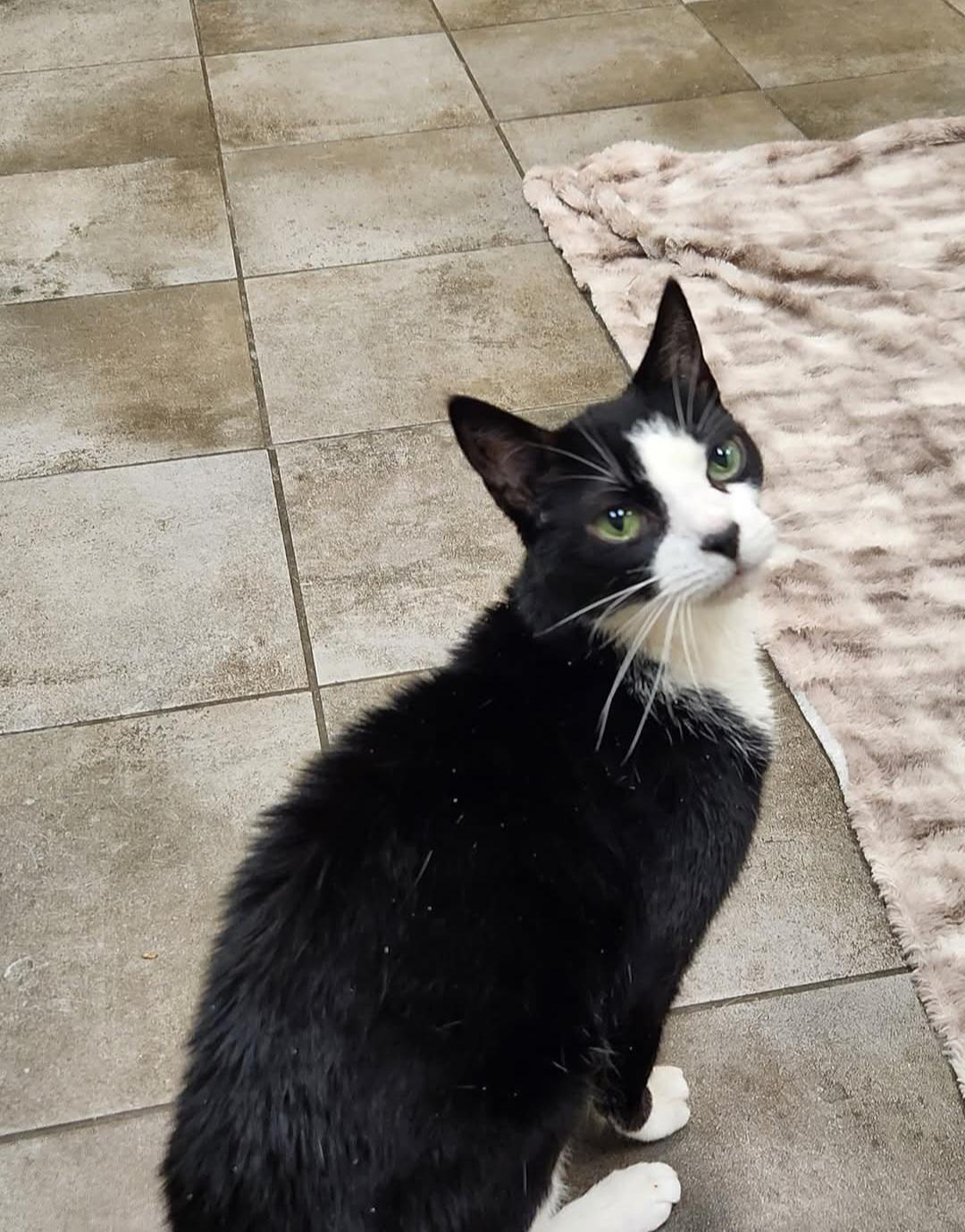 Tyga, Adoptable, Senior Female Domestic Short Hair.