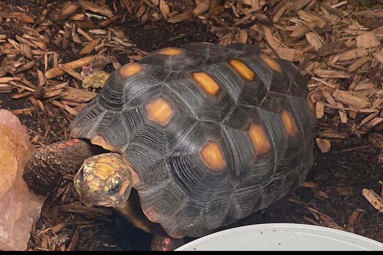 Enlarge Big Bean, a Adoptable Red Foot in Atlantic Highlands, NJ image 1/4