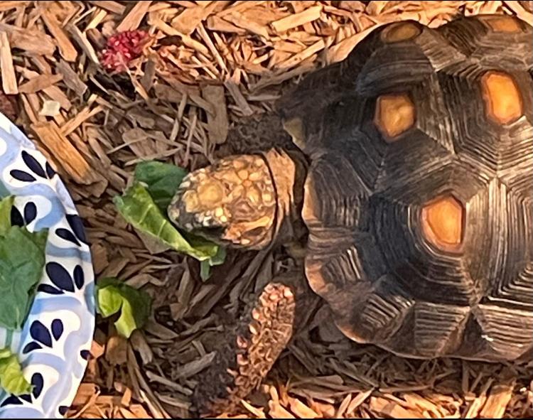 Enlarge Big Bean, a Adoptable Red Foot in Atlantic Highlands, NJ image 2/4