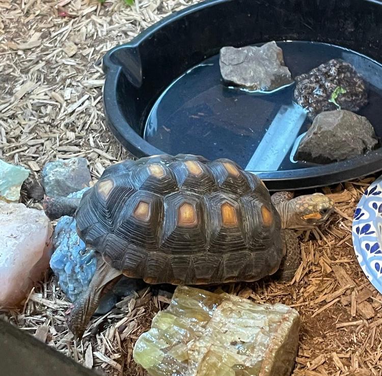 Enlarge Big Bean, a Adoptable Red Foot in Atlantic Highlands, NJ image 3/4