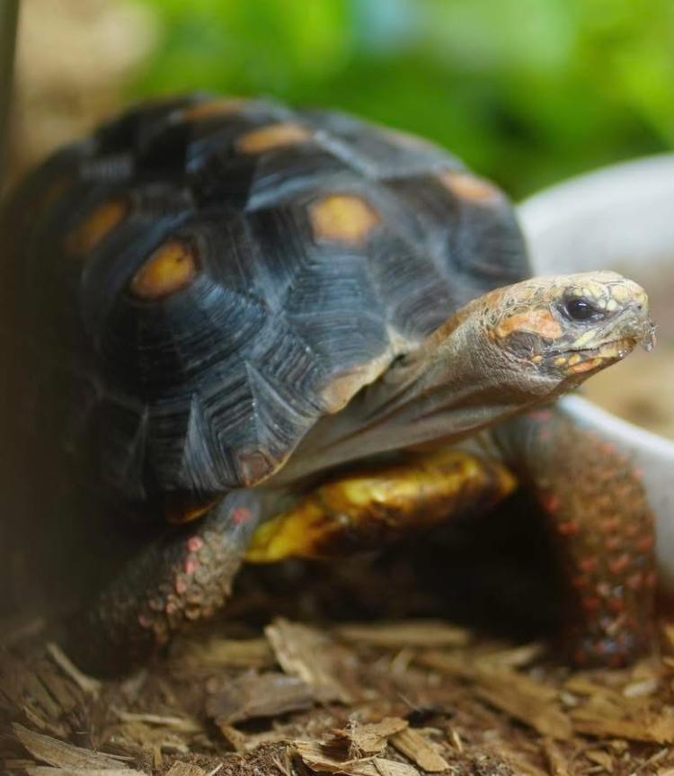Enlarge Big Bean, a Adoptable Red Foot in Atlantic Highlands, NJ image 4/4