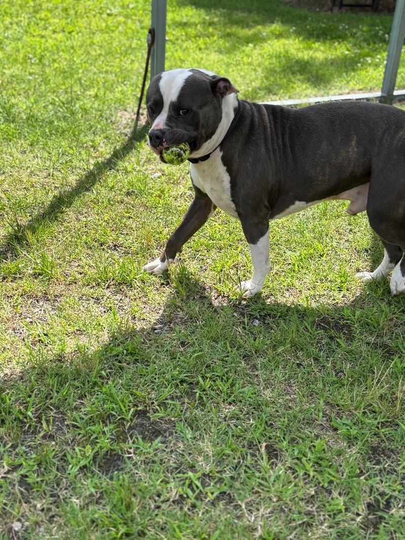 Enlarge Nugget, a Adoptable mixed breed in Disputanta, VA image 2/5