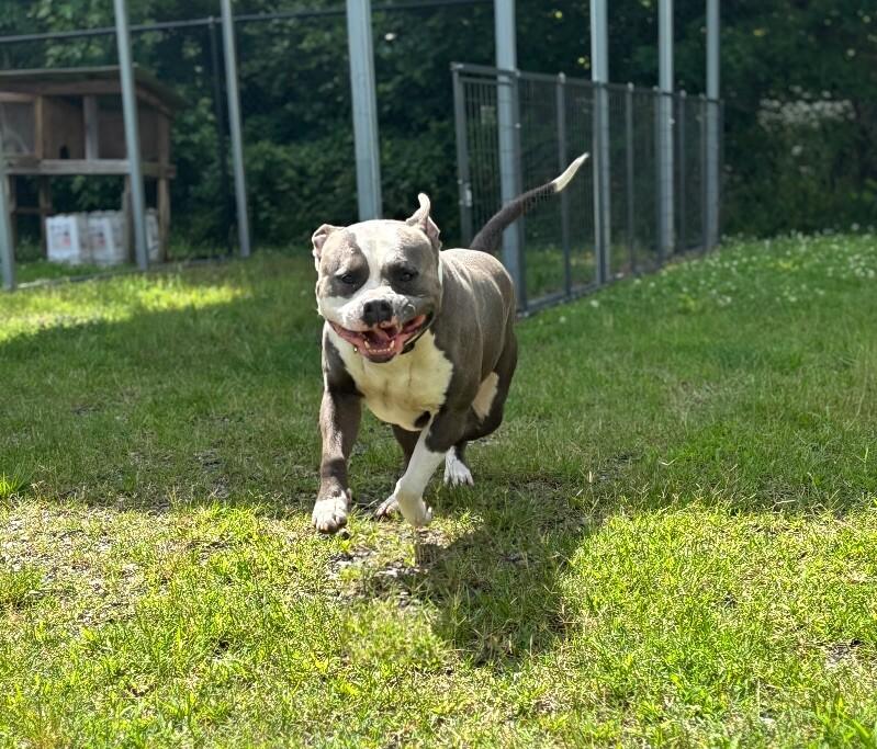 Enlarge Nugget, a Adoptable mixed breed in Disputanta, VA image 3/5