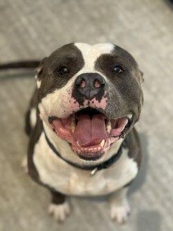 Enlarge Nugget, a Adoptable mixed breed in Disputanta, VA image 4/5