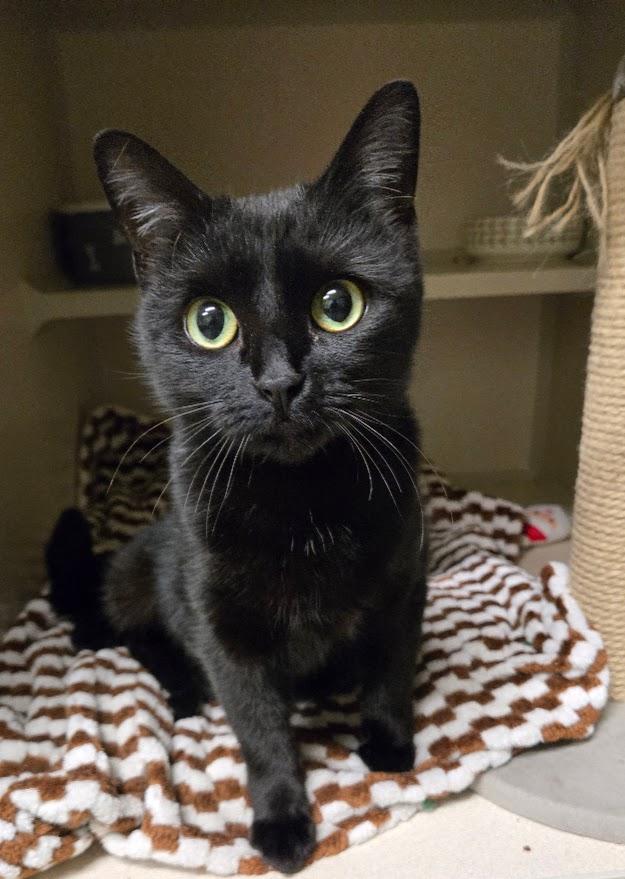 Noemi, adopted, Young Female Domestic Short Hair.