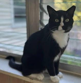 Enlarge Marlow, a Adoptable Domestic Short Hair in Rochester, NY image 1/2