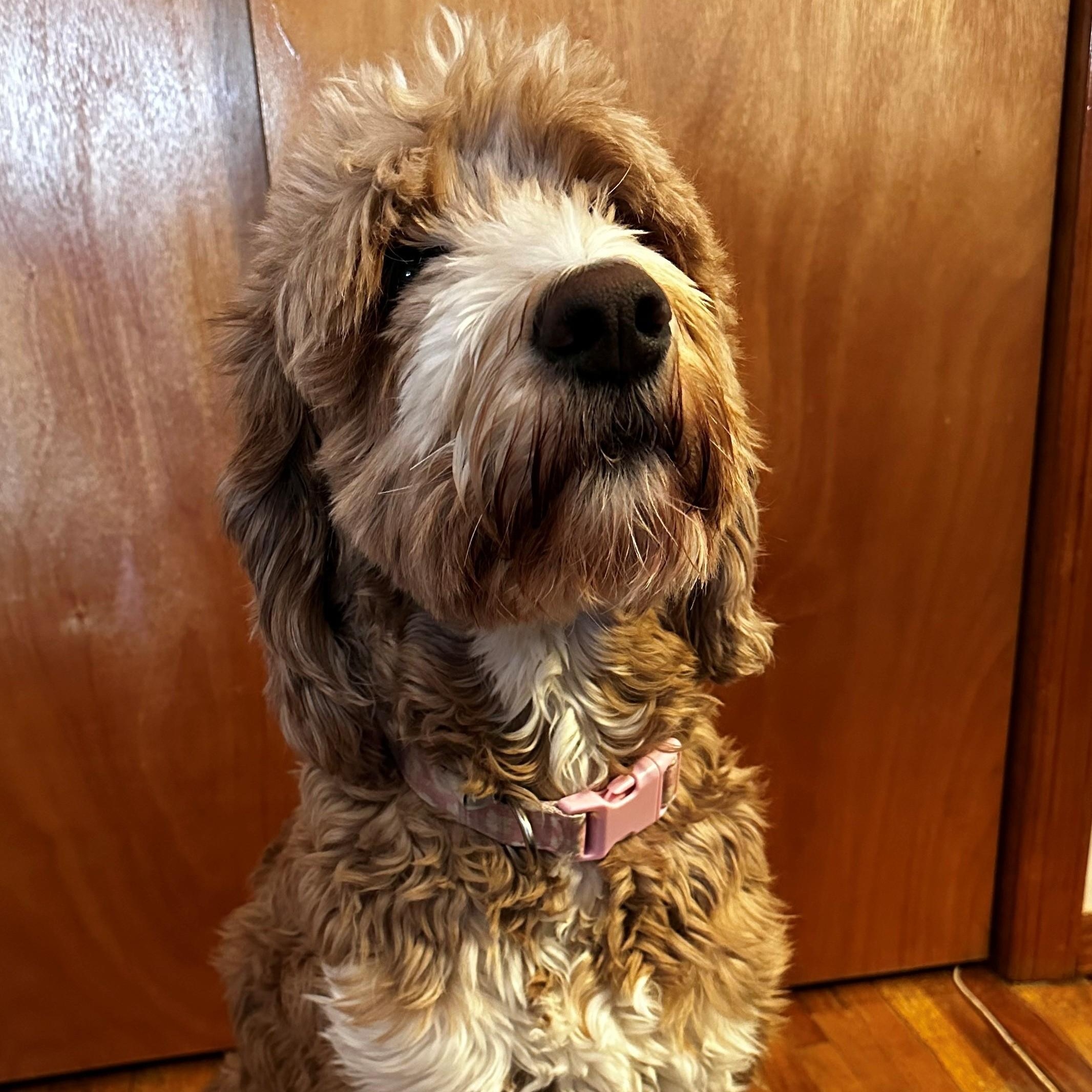 Alana, a Adoptable mixed breed in New Canaan, CT image 4/6