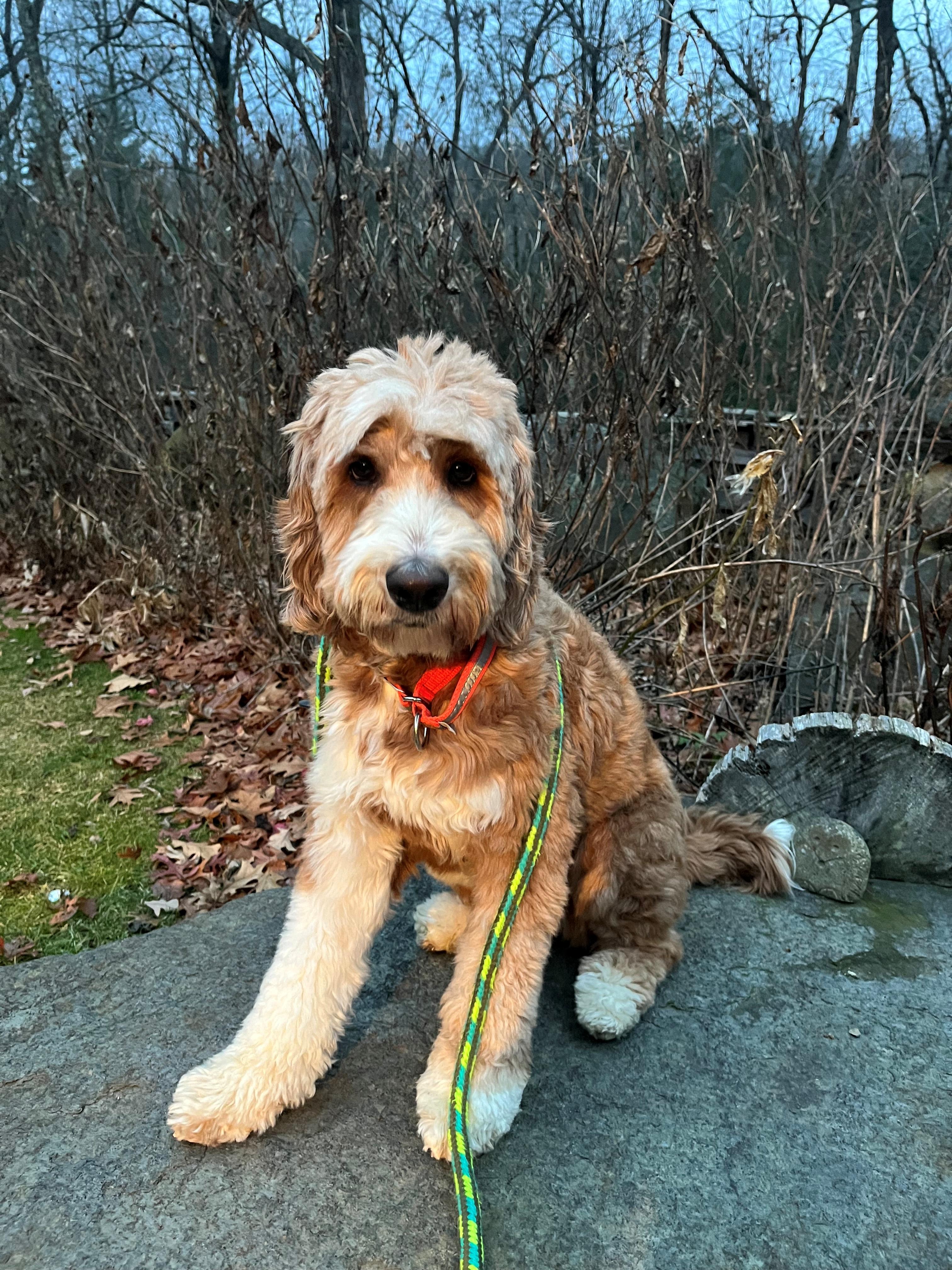 Alana, a Adoptable mixed breed in New Canaan, CT image 1/6