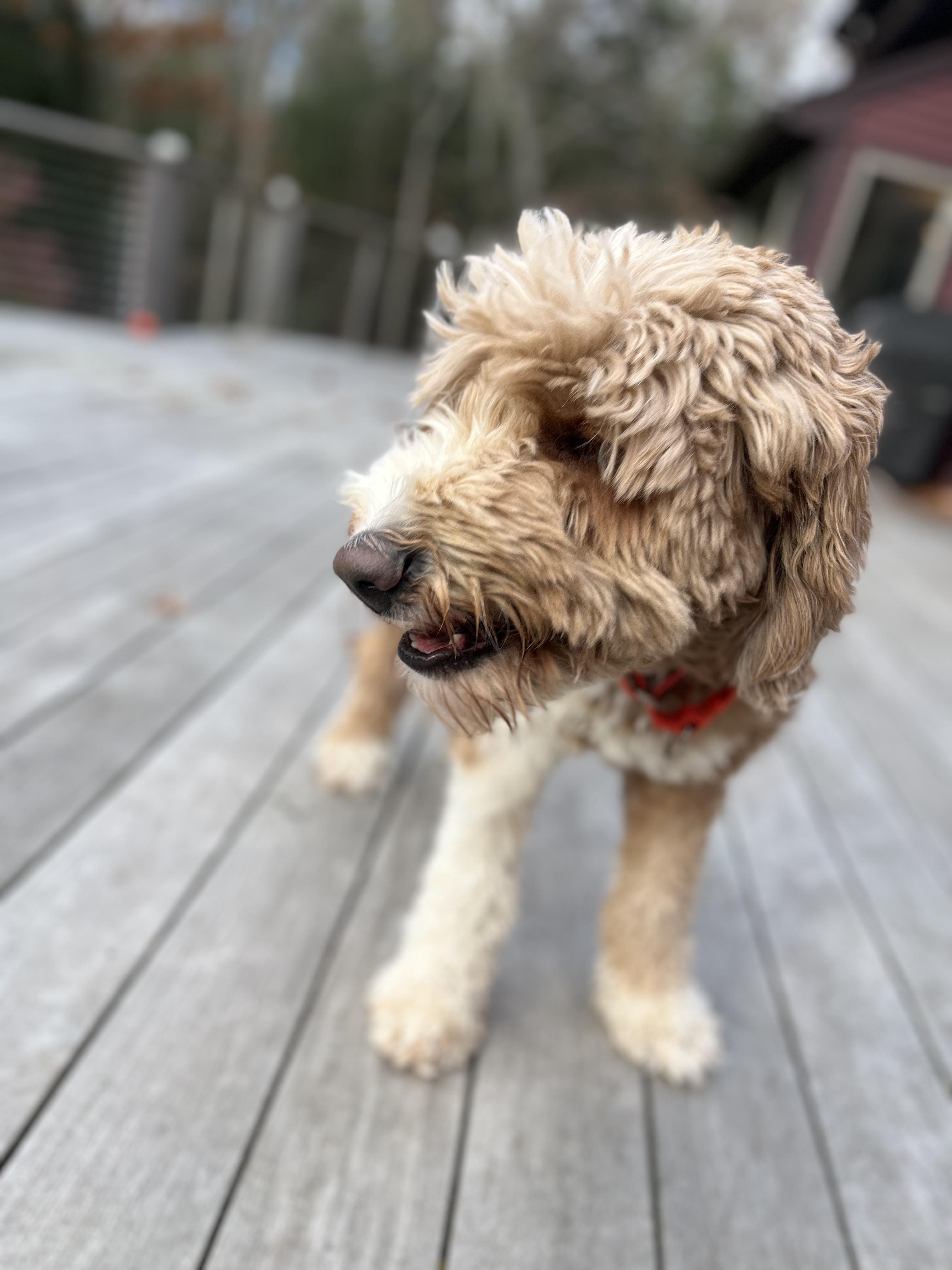 Alana, a Adoptable mixed breed in New Canaan, CT image 3/6