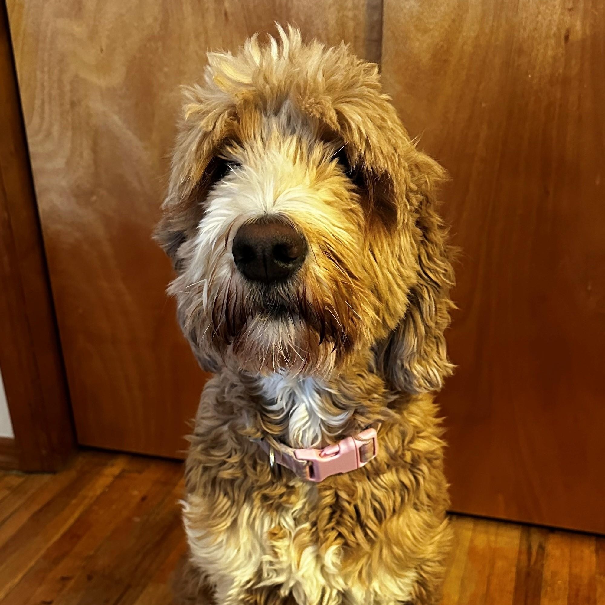 Alana, a Adoptable mixed breed in New Canaan, CT image 5/6