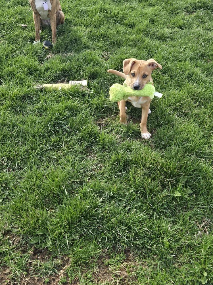 Tinkerbelle, Adoptable, Puppy Female Mixed Breed & Australian Shepherd.