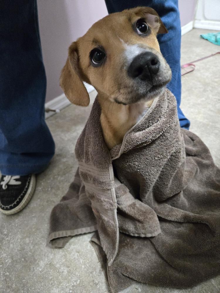 Enlarge Tinkerbelle, a Adoptable mixed breed in Springdale, PA image 2/6