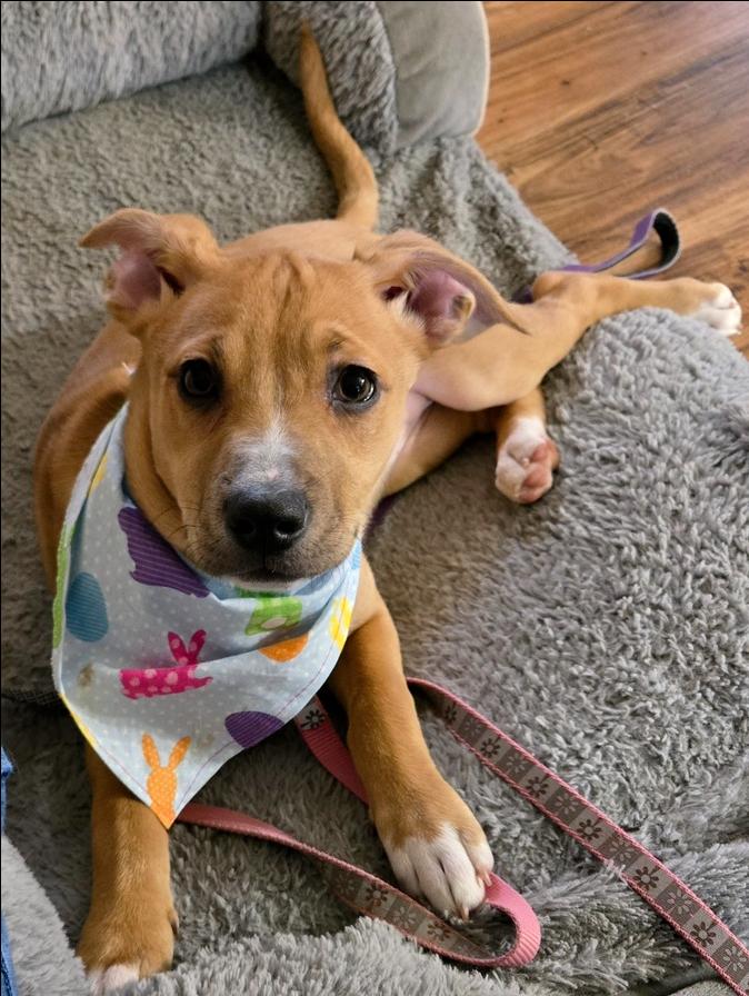 Enlarge Tinkerbelle, a Adoptable mixed breed in Springdale, PA image 3/6