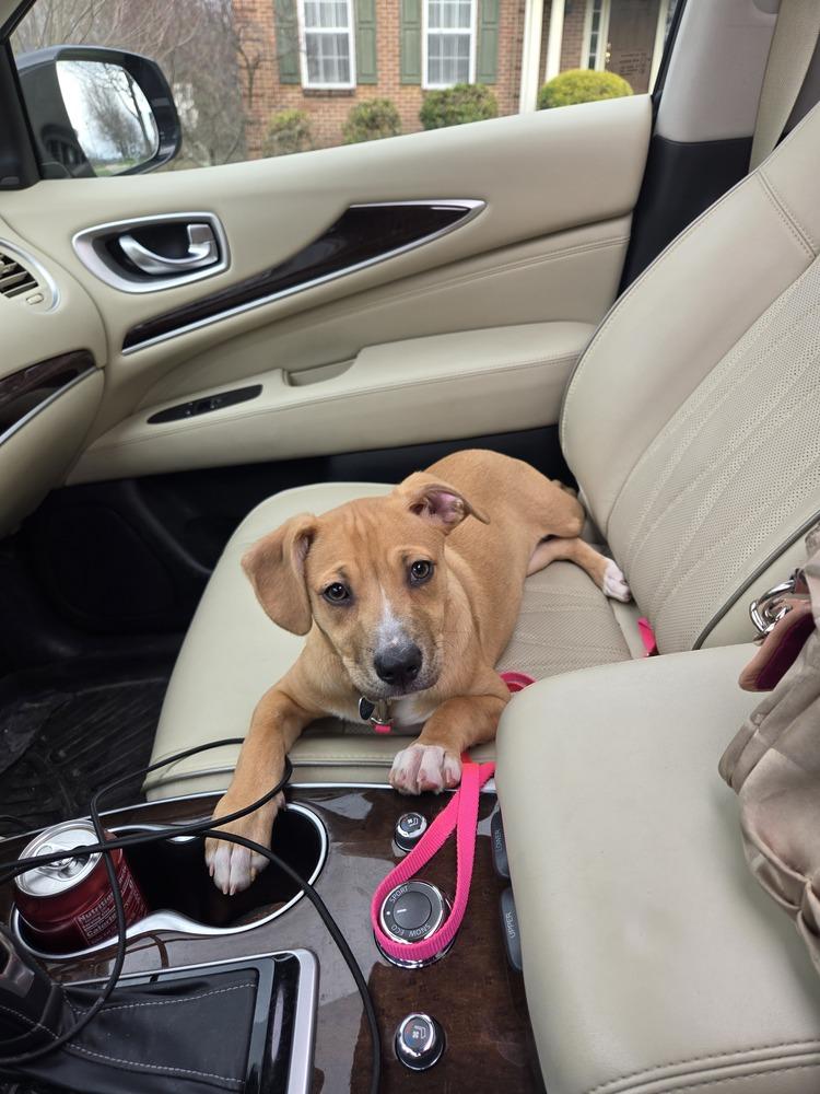 Enlarge Tinkerbelle, a Adoptable mixed breed in Springdale, PA image 4/6