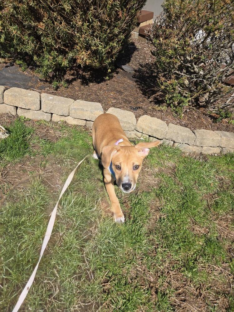 Enlarge Tinkerbelle, a Adoptable mixed breed in Springdale, PA image 5/6