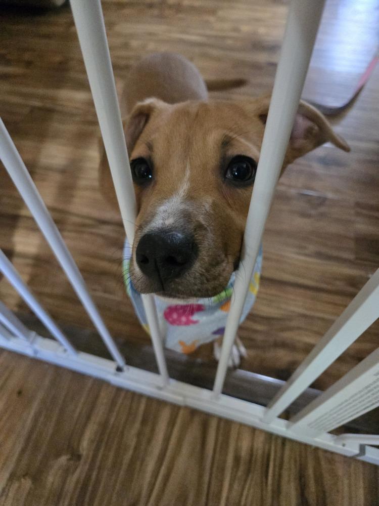 Enlarge Tinkerbelle, a Adoptable mixed breed in Springdale, PA image 6/6