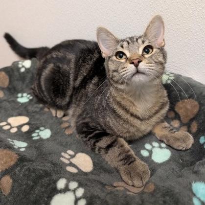 Brooklyn, Adopted, Kitten Male Domestic Short Hair.