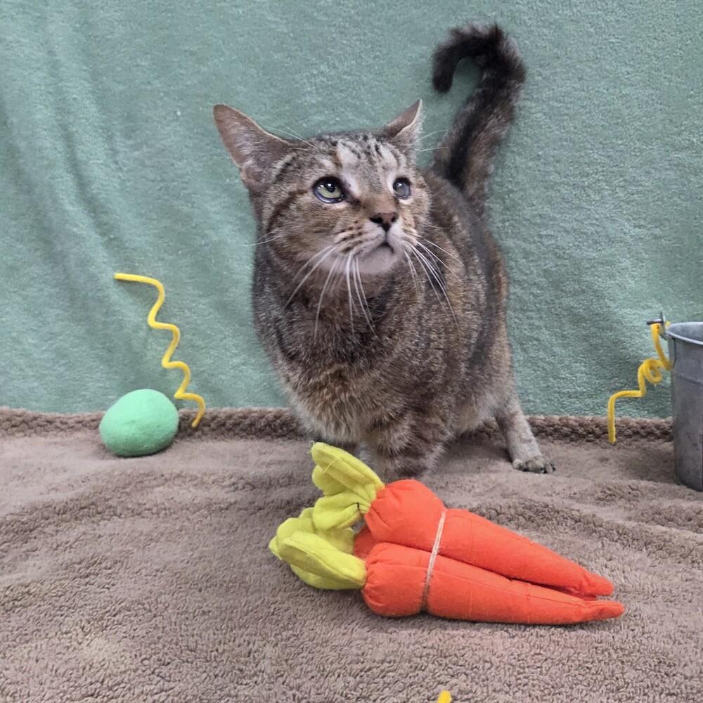 Enlarge Dorothy, a Adoptable Domestic Short Hair in Raleigh, NC image 1/3