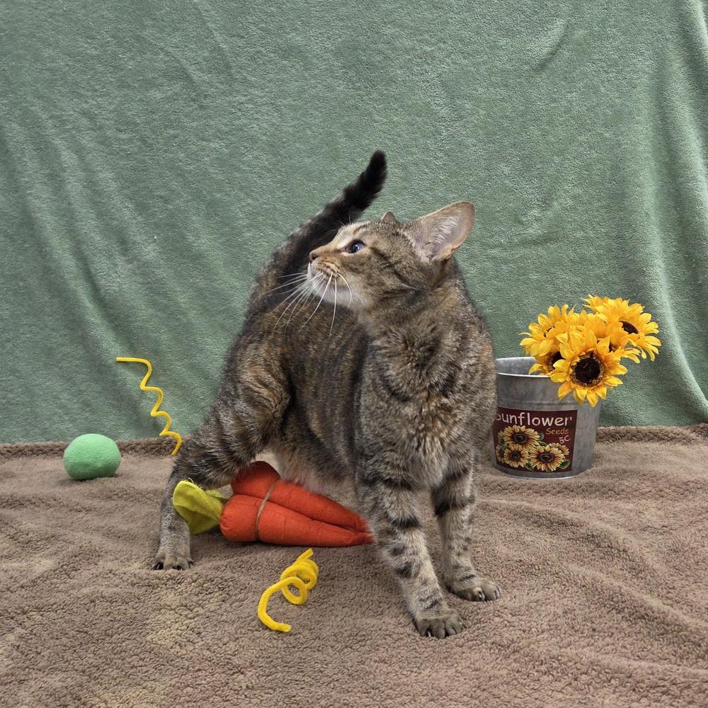 Enlarge Dorothy, a Adoptable Domestic Short Hair in Raleigh, NC image 2/3