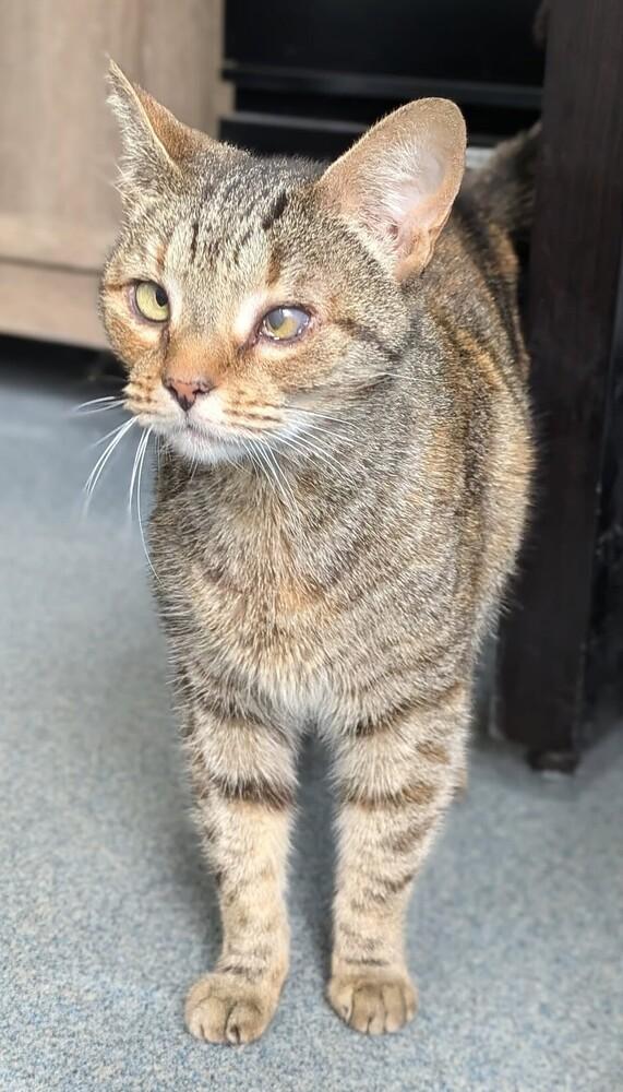 Enlarge Dorothy, a Adoptable Domestic Short Hair in Raleigh, NC image 3/3