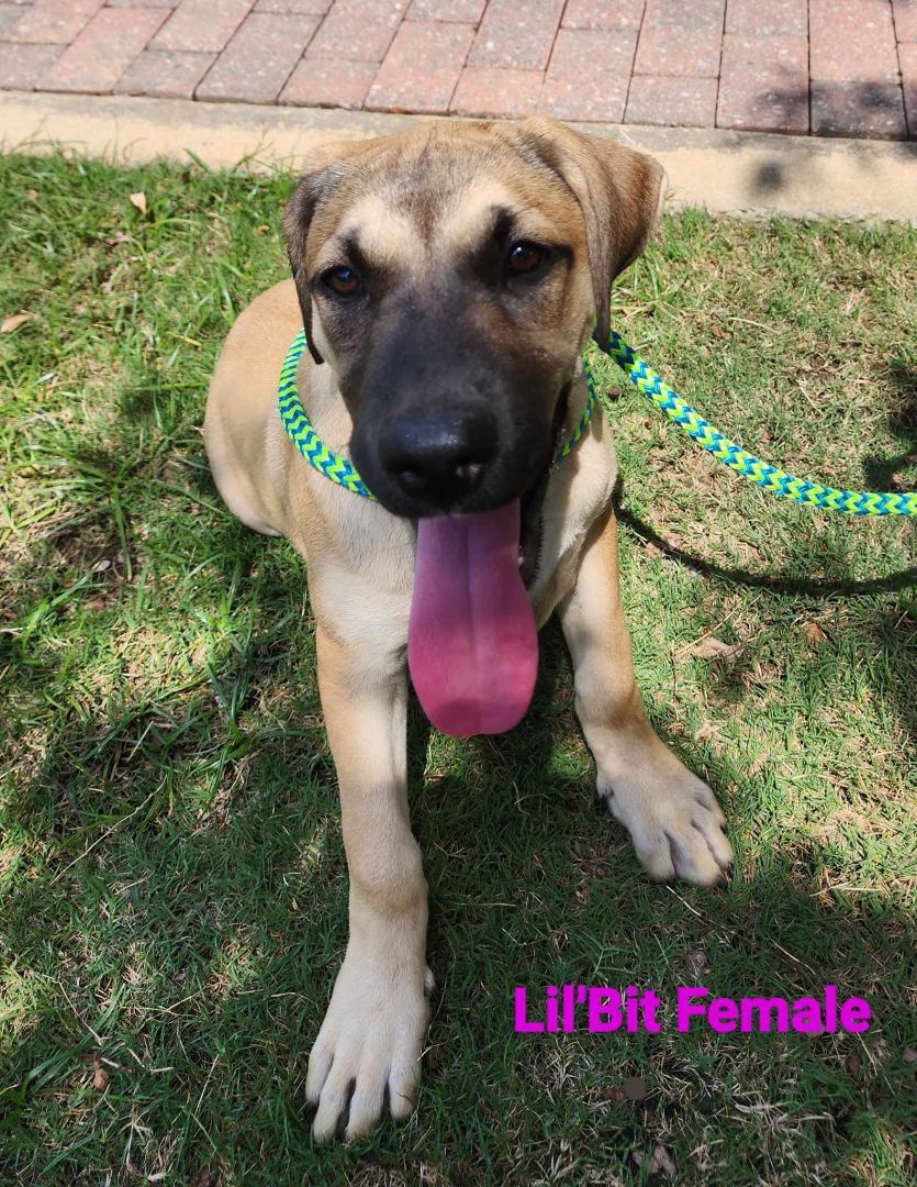 Lil'bit, a Adopted mixed breed in Salem, AL image 1/2