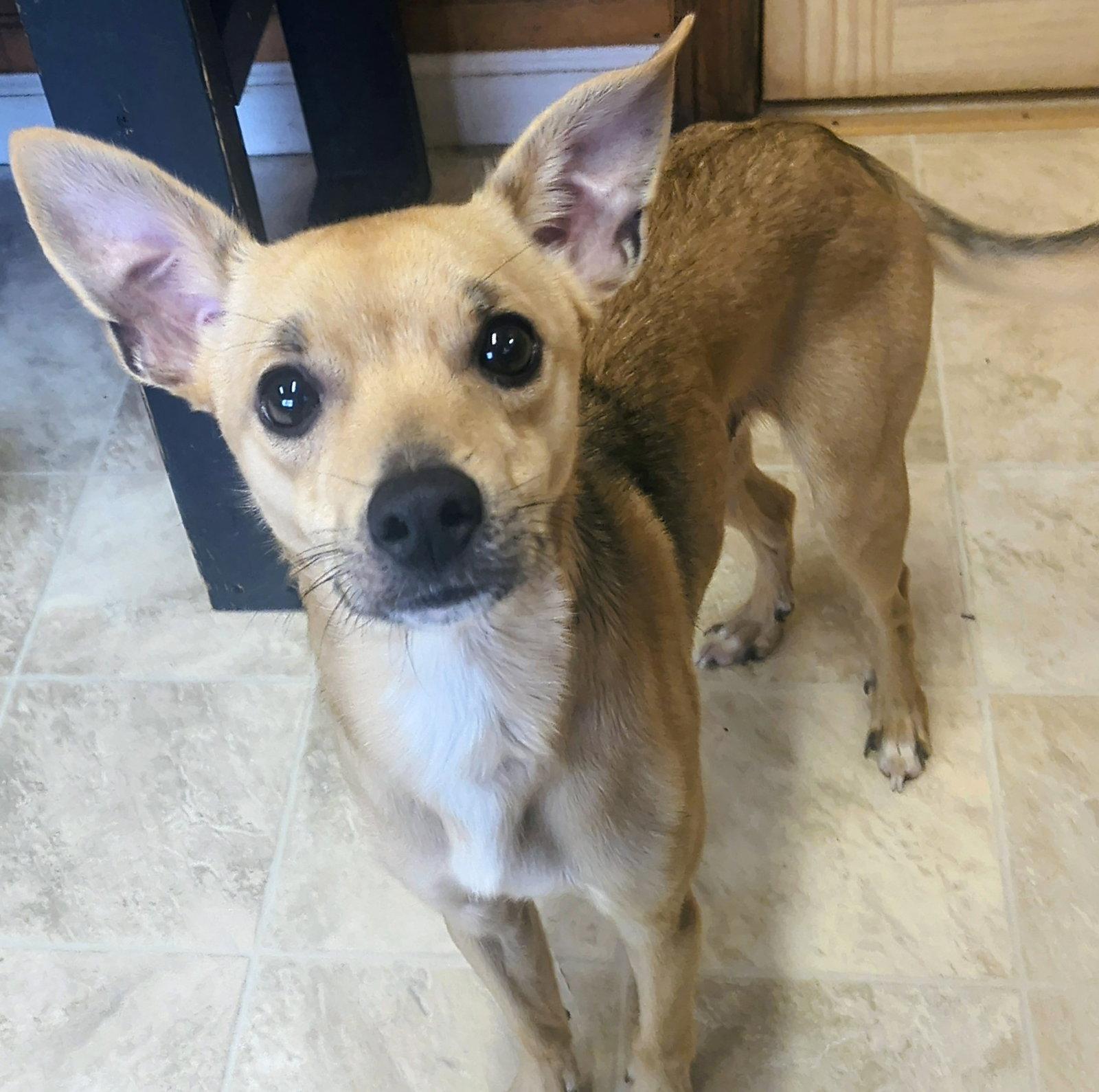 Enlarge Milo, a Adoptable Chihuahua in Raleigh, NC image 1/3
