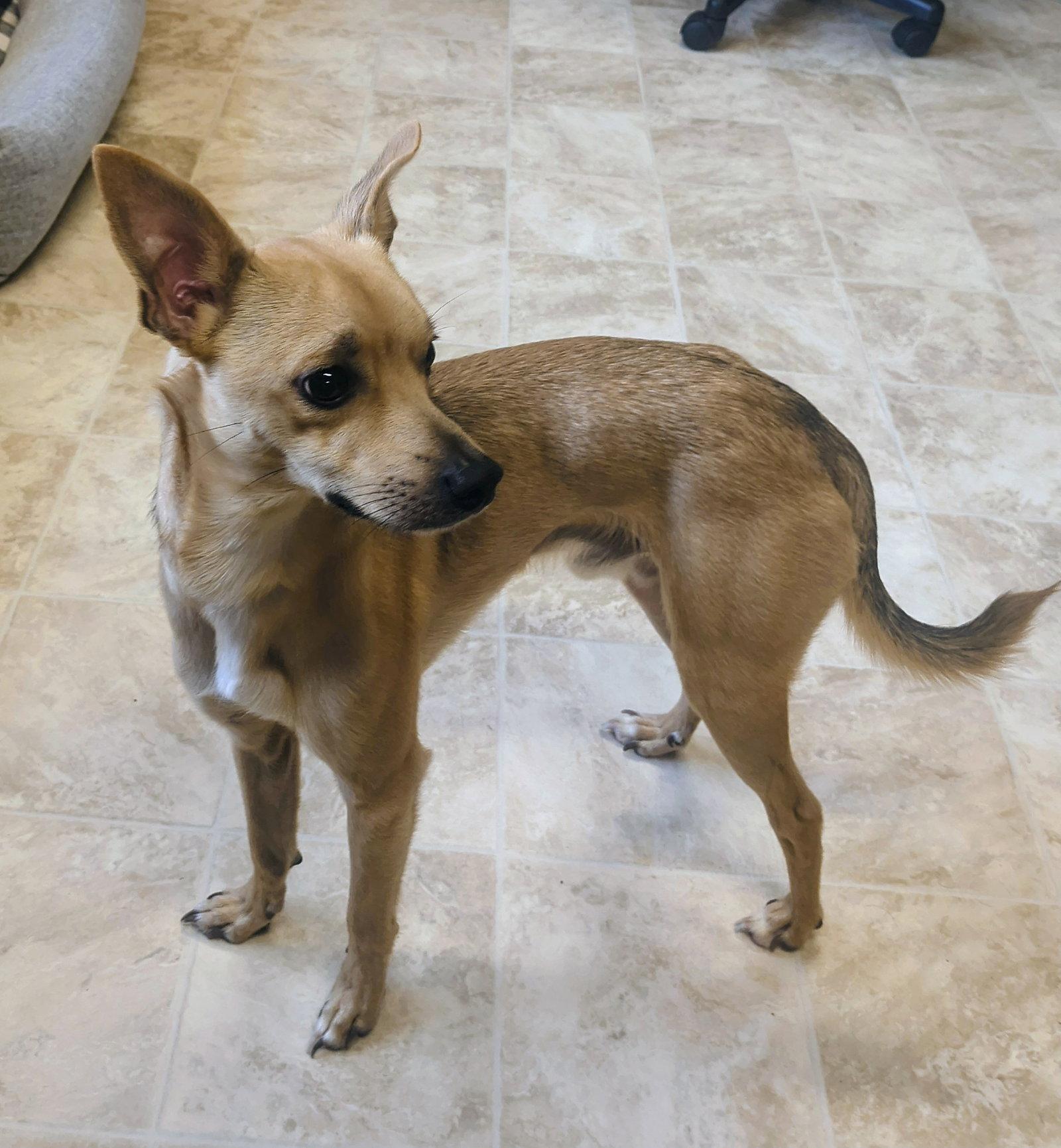 Enlarge Milo, a Adoptable Chihuahua in Raleigh, NC image 2/3