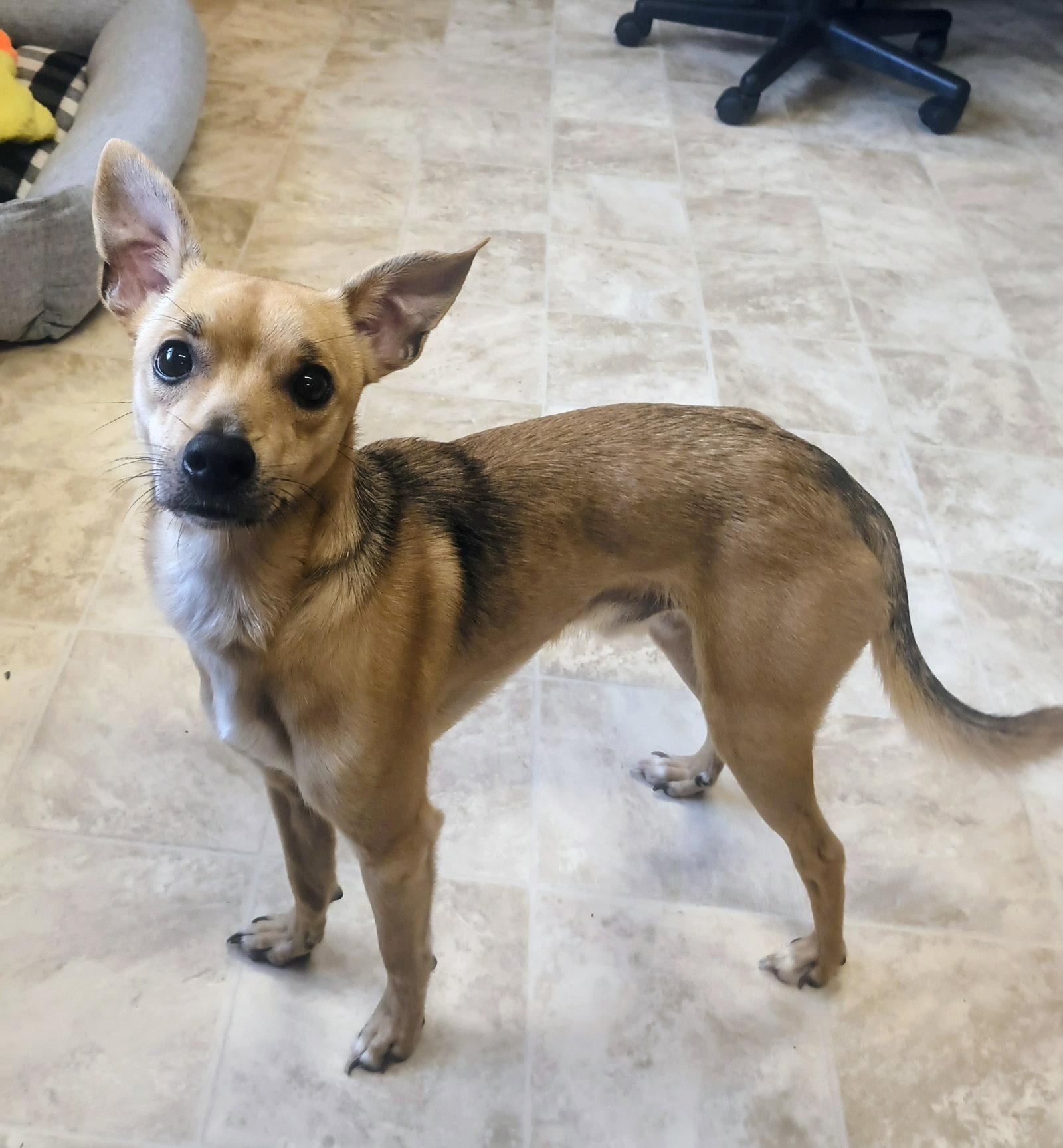 Enlarge Milo, a Adoptable Chihuahua in Raleigh, NC image 3/3