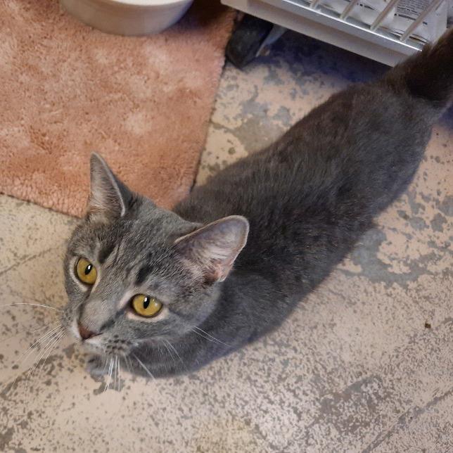 Delilah, Adoptable, Adult Female Domestic Short Hair.