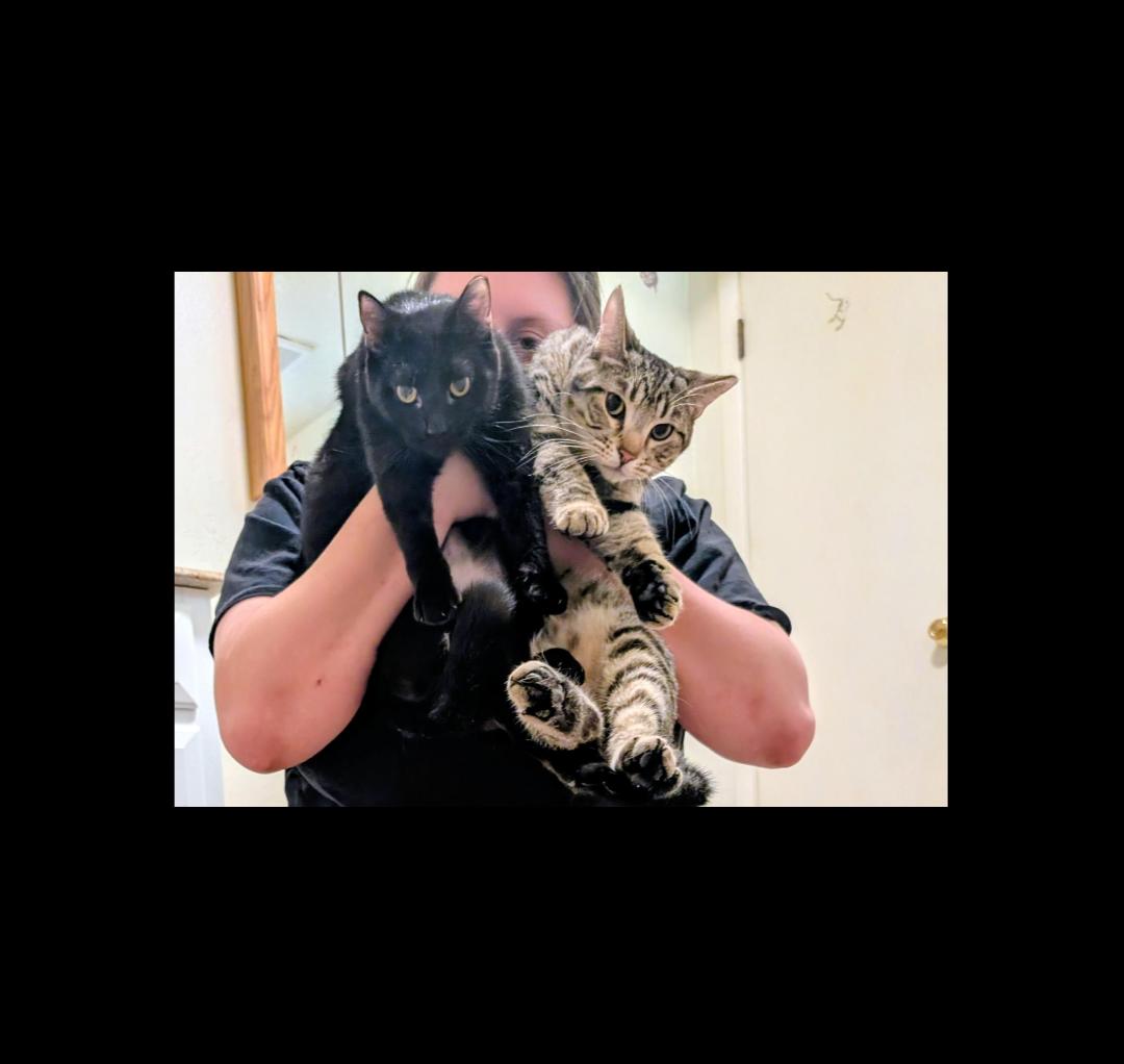 Enlarge Ignacio and Tirzah, a ADOPTABLE mixed breed in Phoenix, AZ image 3/6