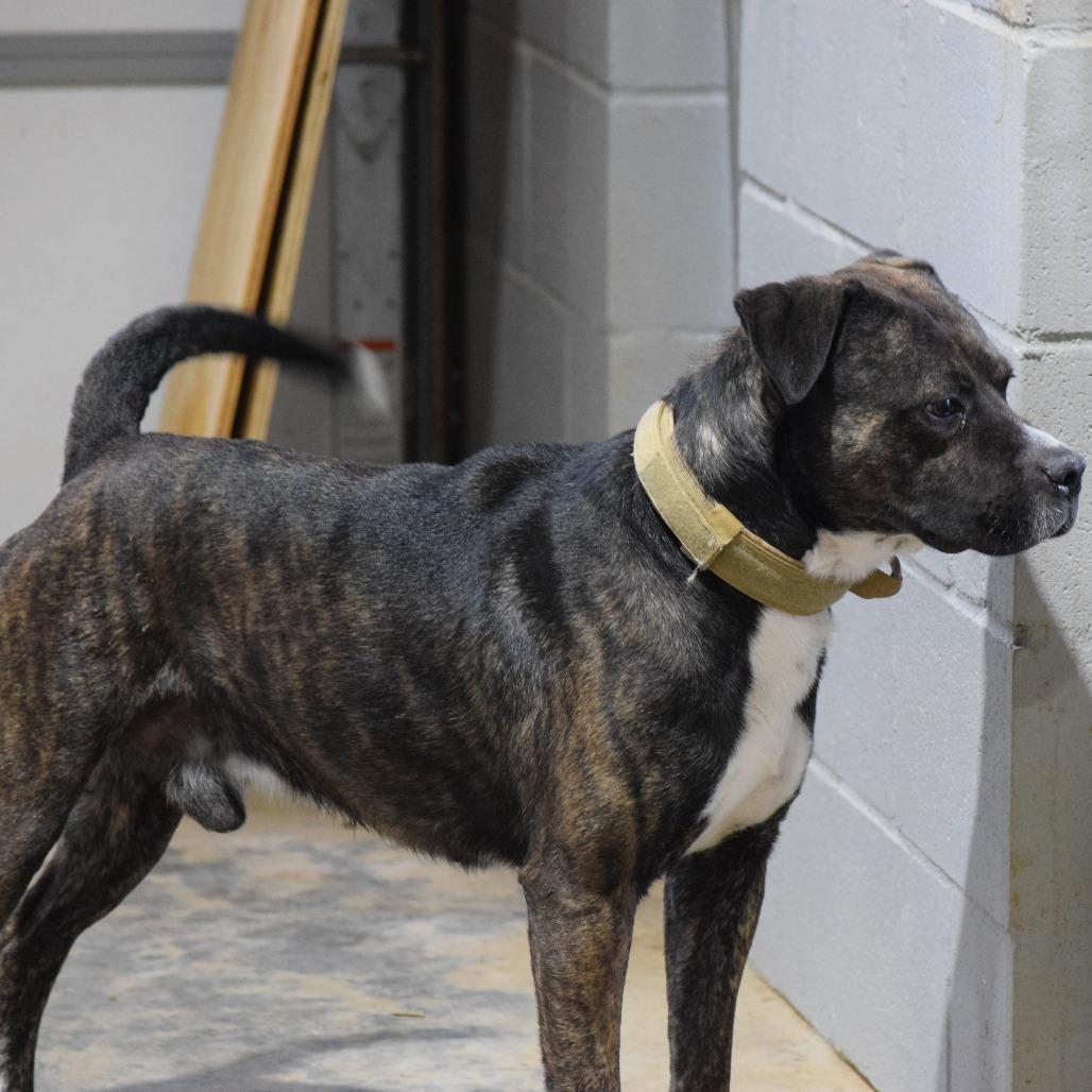 Drew 091201, Adoptable, Adult Male Pit Bull Terrier.