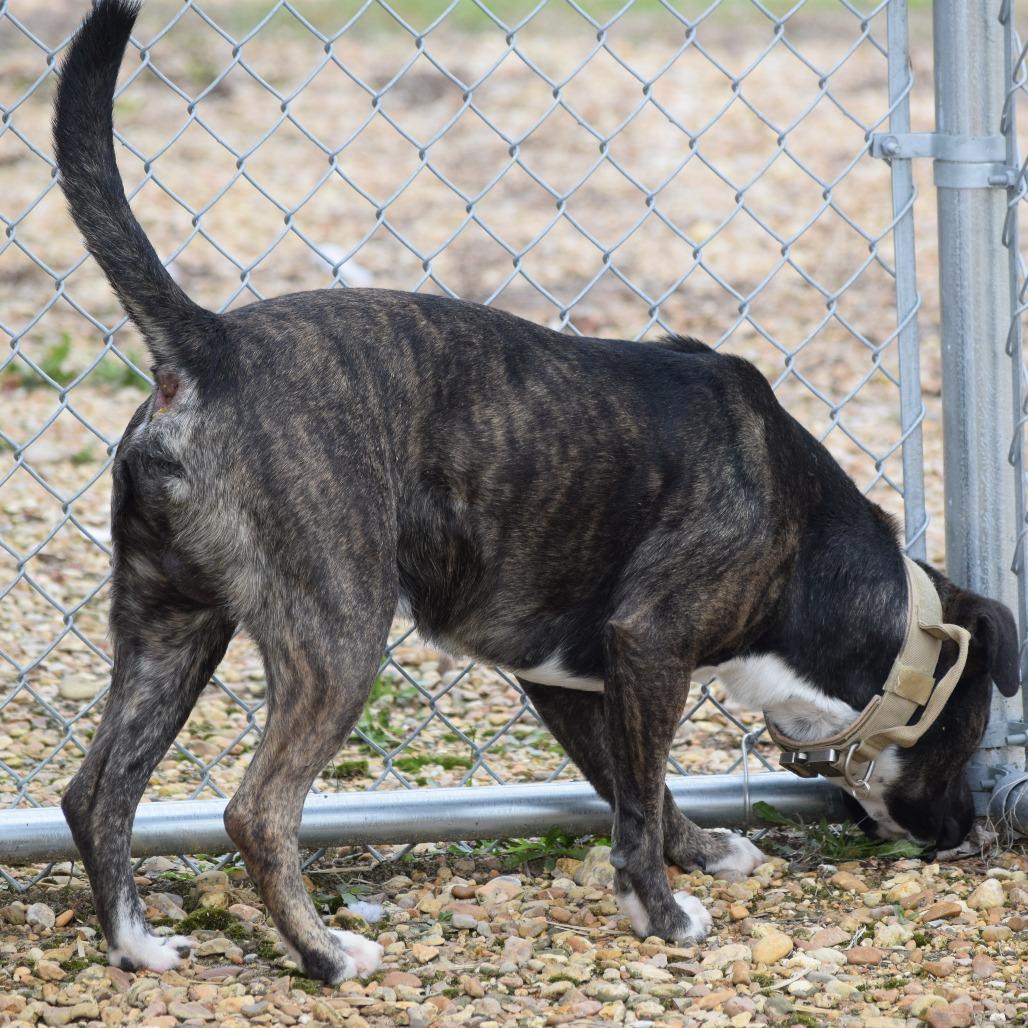 Drew 091201, a Adoptable Pit Bull Terrier in Amory, MS image 2/5