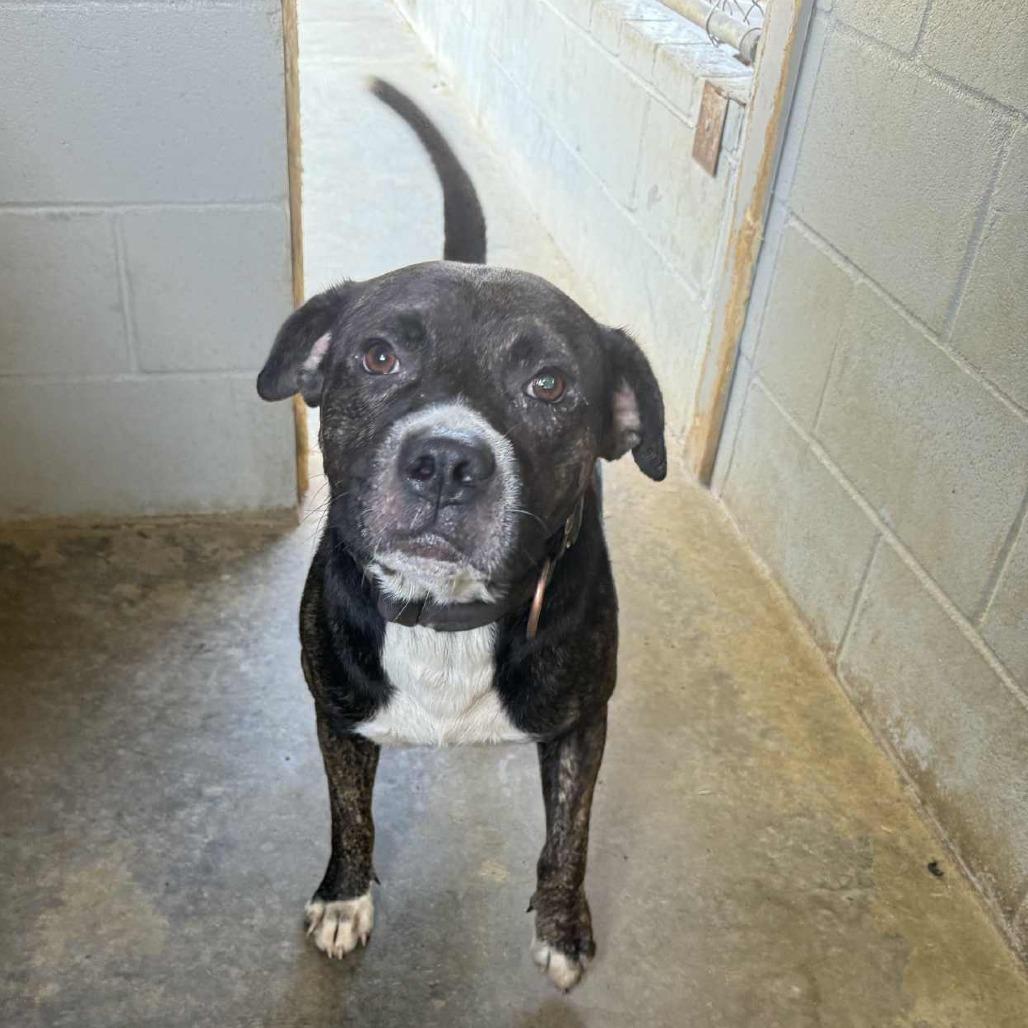 Drew 091201, a Adoptable Pit Bull Terrier in Amory, MS image 3/5