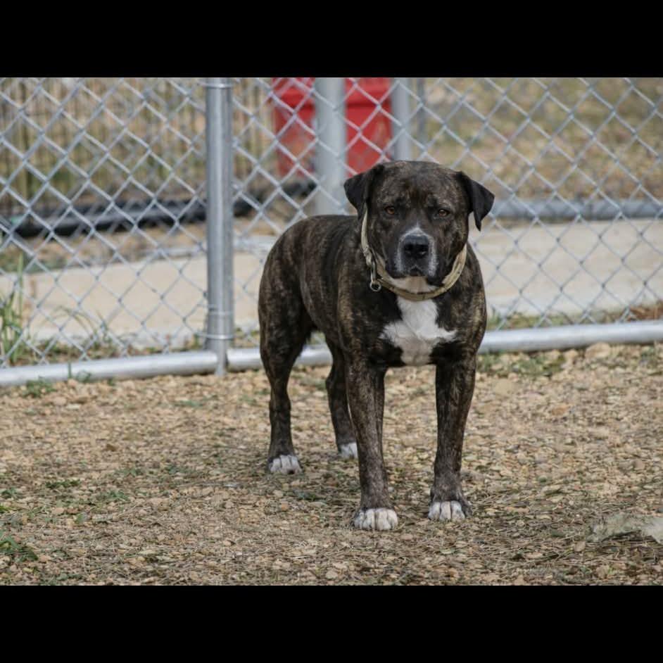 Drew 091201, a Adoptable Pit Bull Terrier in Amory, MS image 4/5