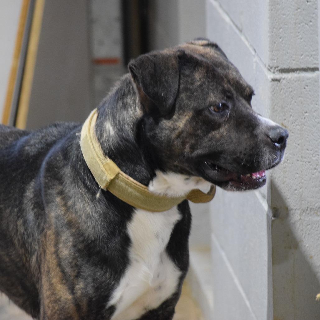 Drew 091201, a Adoptable Pit Bull Terrier in Amory, MS image 5/5