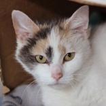Olive photo 2