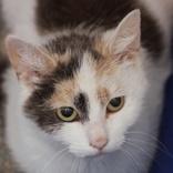 Olive, Adult Female Domestic Short Hair