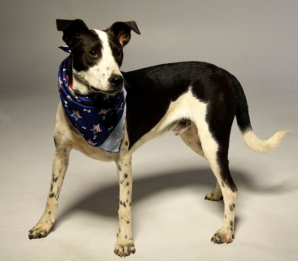 Abner, a Adoptable mixed breed in Cookeville, TN image 1/4
