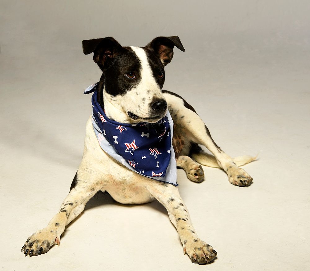 Abner, a Adoptable mixed breed in Cookeville, TN image 2/4