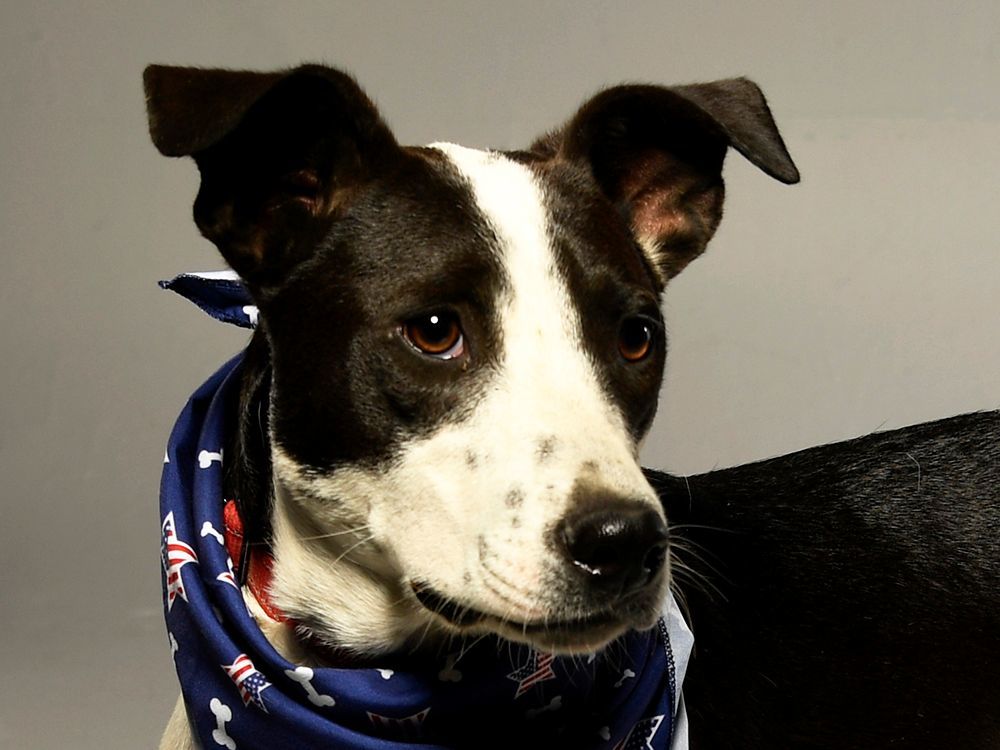 Abner, a Adoptable mixed breed in Cookeville, TN image 3/4